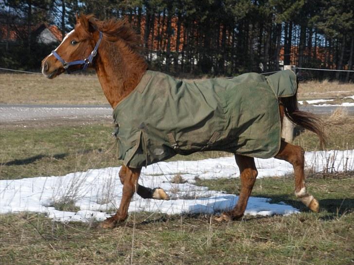 Sportsaraber (A) †Oliver† - D. 8/3-10 - Foto: SR billede 12