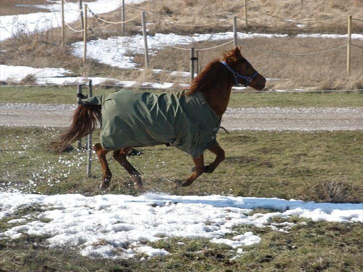 Sportsaraber (A) †Oliver† - D. 8/3-10 - Foto: SR billede 14