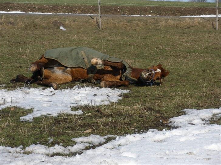 Sportsaraber (A) †Oliver† - D. 8/3-10 - Foto: SR billede 15