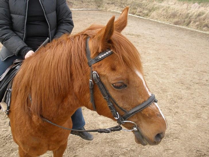 Sportsaraber (A) †Oliver† - D. 9/4-10 - Foto: SR billede 16