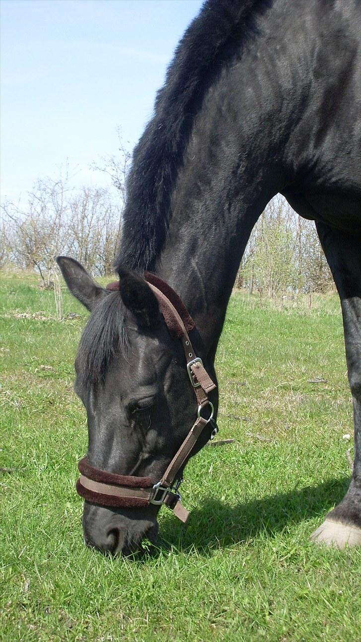 Dansk Varmblod Sahra- Må du hvile i fred billede 19