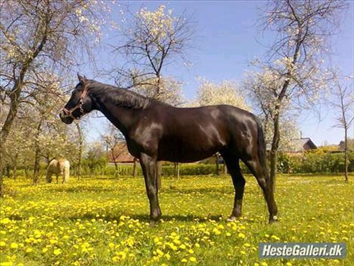 Dansk Varmblod Sahra- Må du hvile i fred billede 20