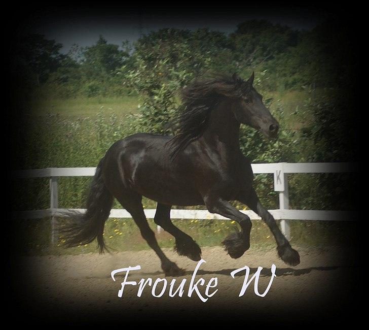 Frieser Frouke W STER (himmelhest) - Frouke w billede 18