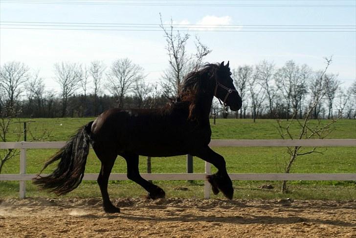 Frieser Frouke W STER (himmelhest) - Frouke billede 2