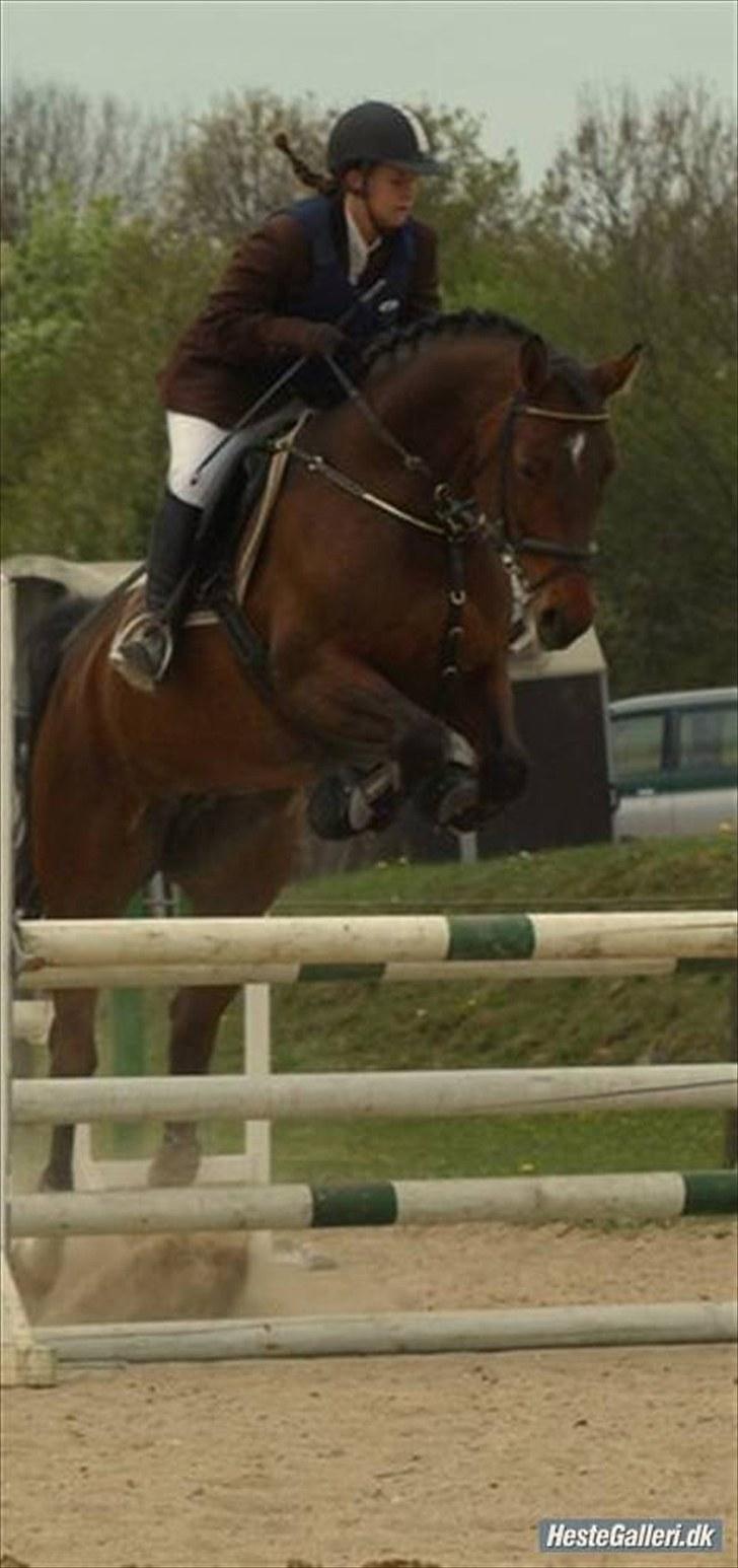 Dansk Varmblod Sawina - AFLIVET R.I.P.  billede 12