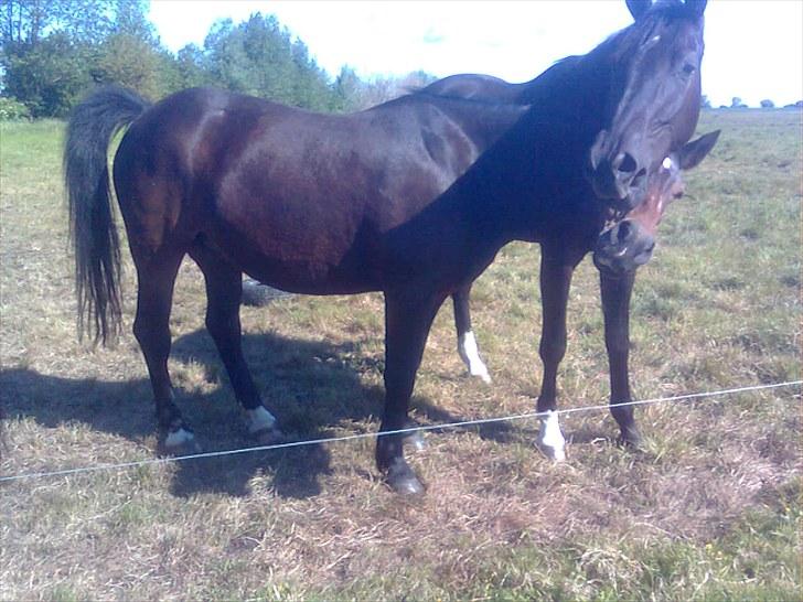 Anden særlig race Laura billede 6