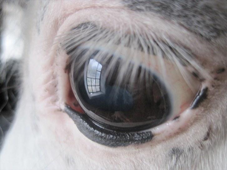 Knabstrupper Plet elev hest billede 8