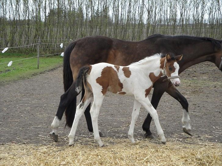 Anden særlig race A.B. Marlee "SOLGT" billede 9
