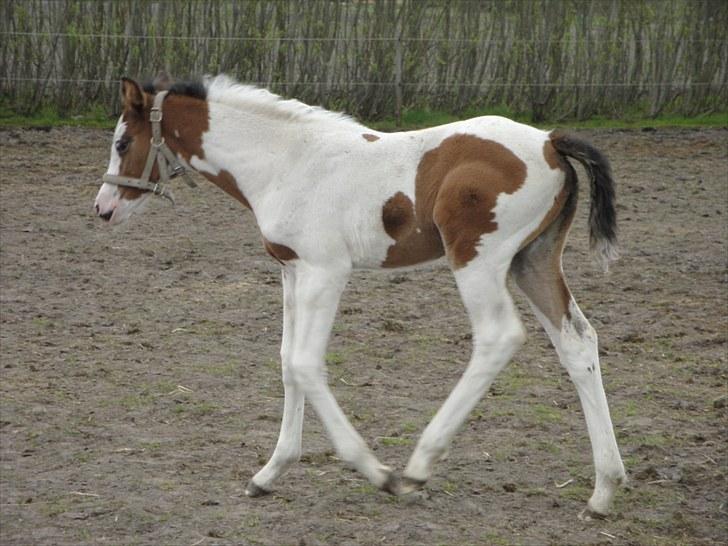 Anden særlig race A.B. Marlee "SOLGT" billede 10
