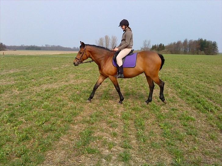 Anden særlig race Naja billede 9