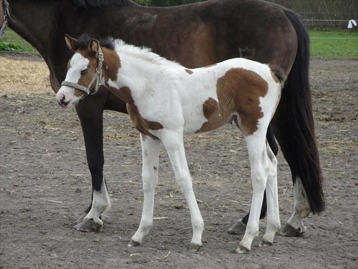 Anden særlig race A.B. Marlee "SOLGT" billede 11