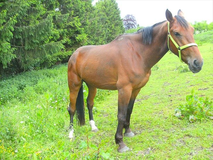 Anden særlig race Rastell *Mors Hjertebarn* - Velkomme til Rastells profil. Foto mig billede 2