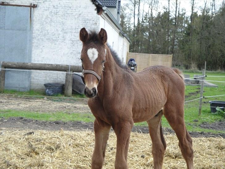 Dansk Varmblod A.B. Chardonnay "SOLGT" billede 10