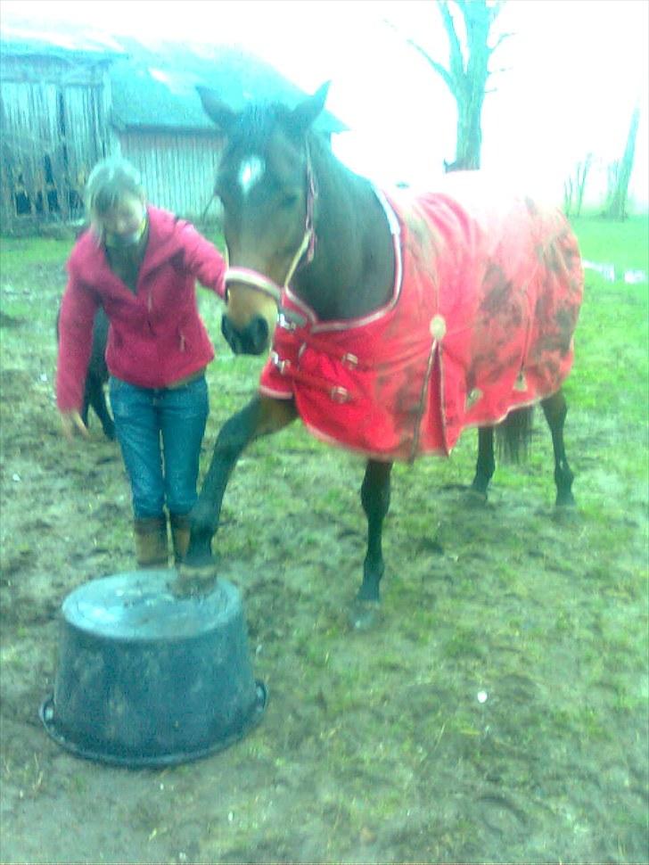 Anden særlig race Naja billede 10