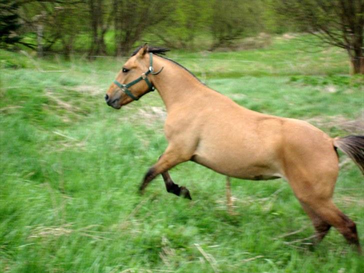 Anden særlig race  #  Mira  # - 07-05-2010. Mira i fuld fart op af bakken. billede 13