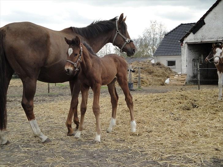 Dansk Varmblod A.B. Chardonnay "SOLGT" billede 11