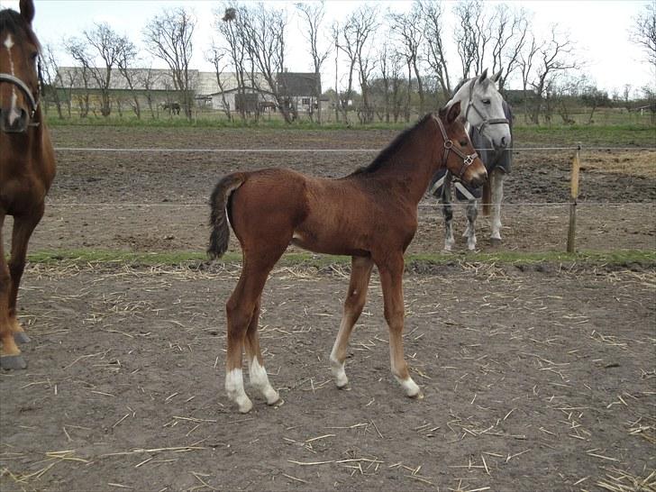 Dansk Varmblod A.B. Chardonnay "SOLGT" billede 12
