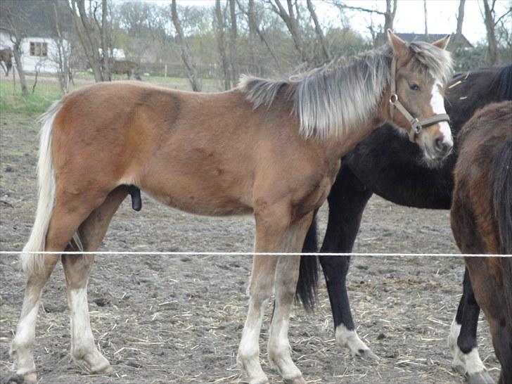 Dansk Varmblod A.B. Little Champ "SOLGT" - Champ 8 mdr billede 20