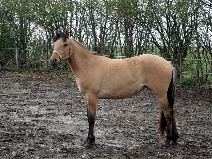 Anden særlig race  #  Mira  # - 30-04-2010 Mira slapper af billede 16