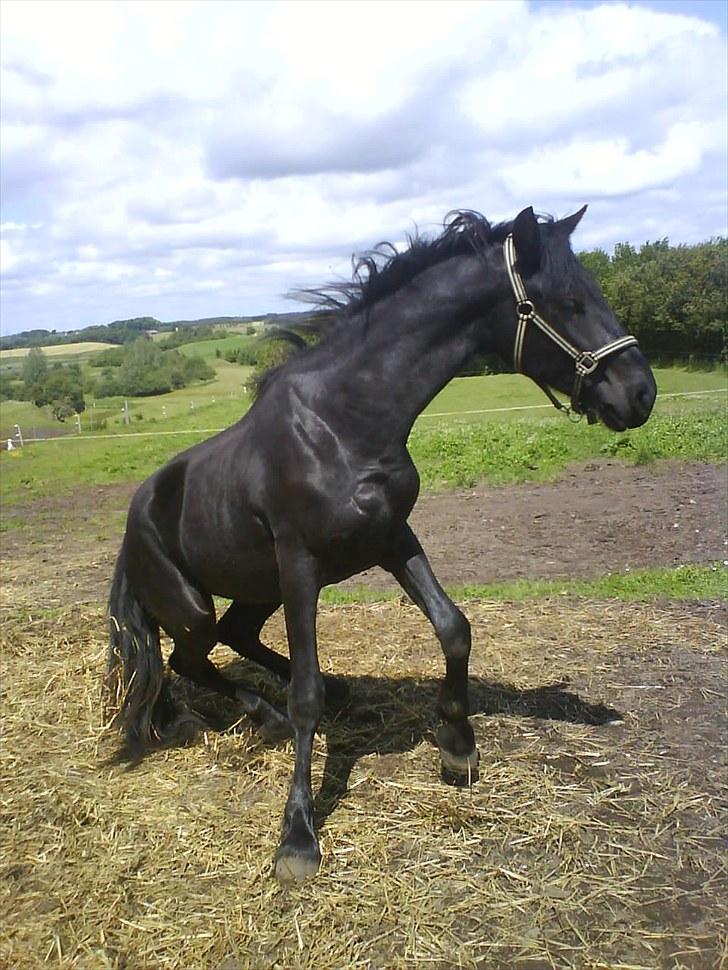 Frieser Beauty - hehe billede 4