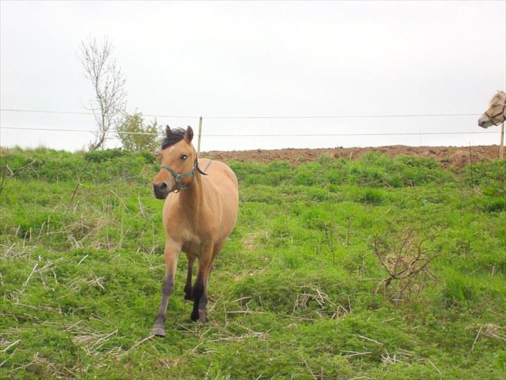 Anden særlig race  #  Mira  # - 07-05-2010. billede 17