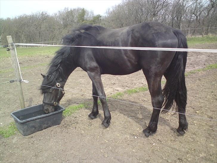 Frieser Beauty billede 5