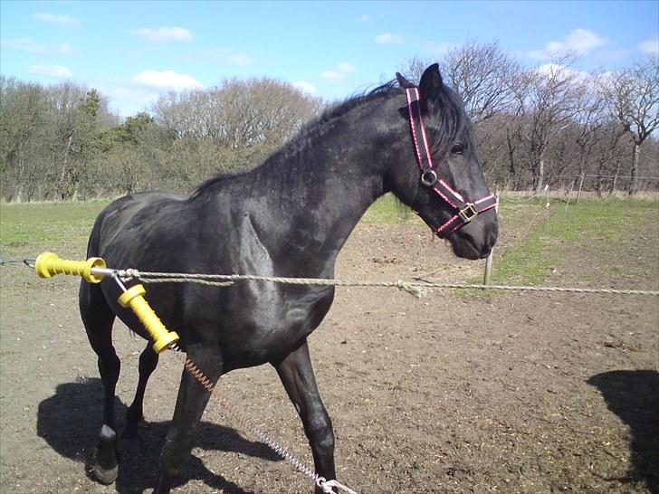 Frieser Beauty billede 6