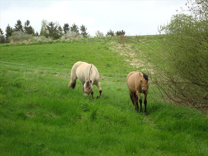 Anden særlig race  #  Mira  # - 07-05-2010. billede 18
