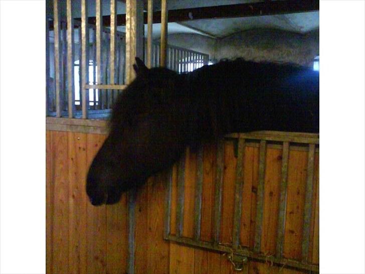 Frieser Beauty billede 7