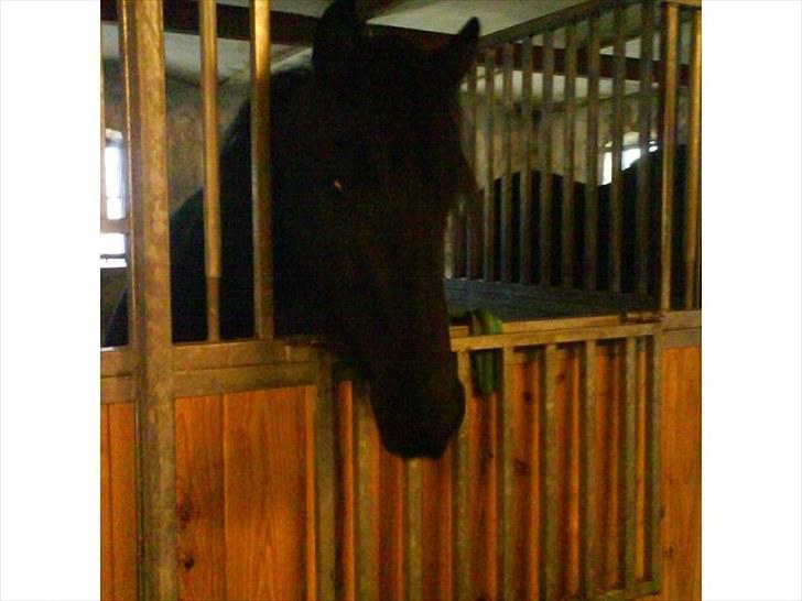 Frieser Beauty billede 8