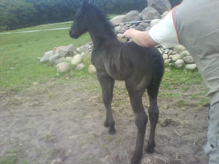 Frieser Beauty billede 9