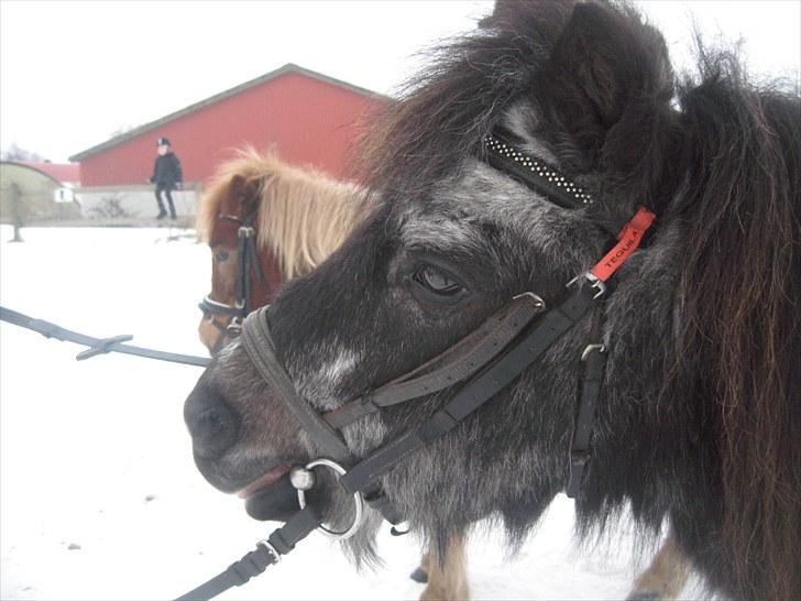 Anden særlig race Tequila. - vinter 2009 billede 16