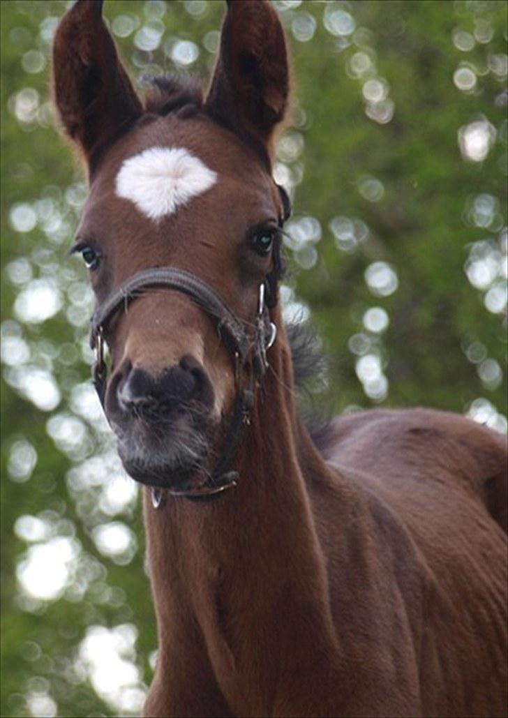 Dansk Varmblod Tanholms Romeo billede 1