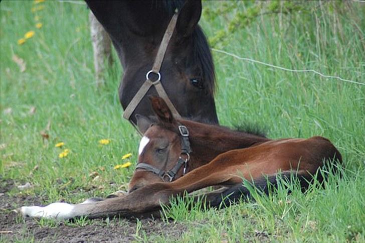 Dansk Varmblod Tanholms Romeo billede 5