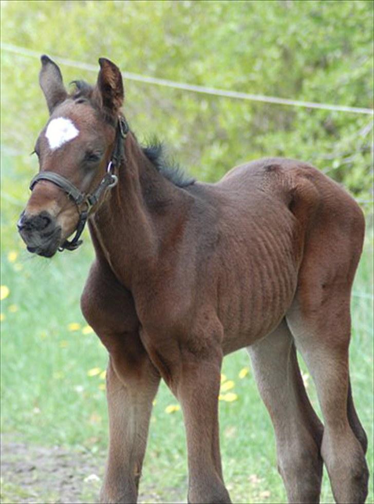 Dansk Varmblod Tanholms Romeo billede 6