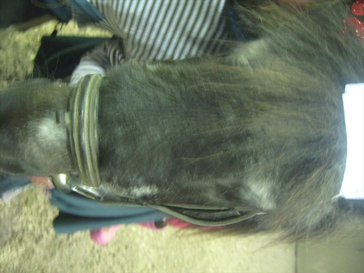 Anden særlig race Tequila. billede 17