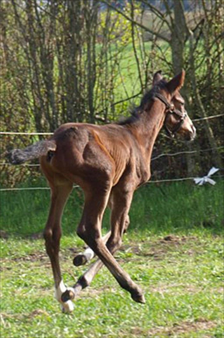 Dansk Varmblod Tanholms Romeo billede 10