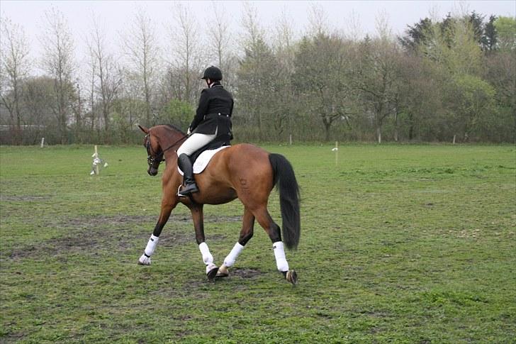 Dansk Varmblod Don Akinson - Stævne SPOR 1 og 2 maj 2010 billede 26