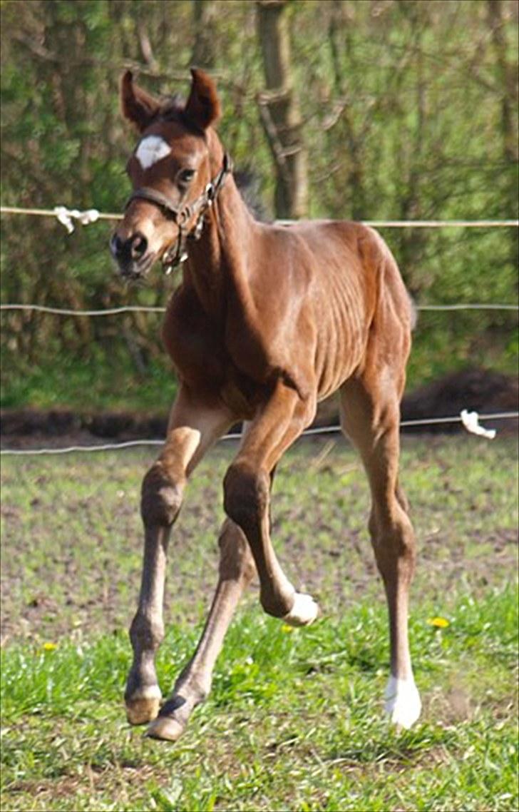 Dansk Varmblod Tanholms Romeo billede 12