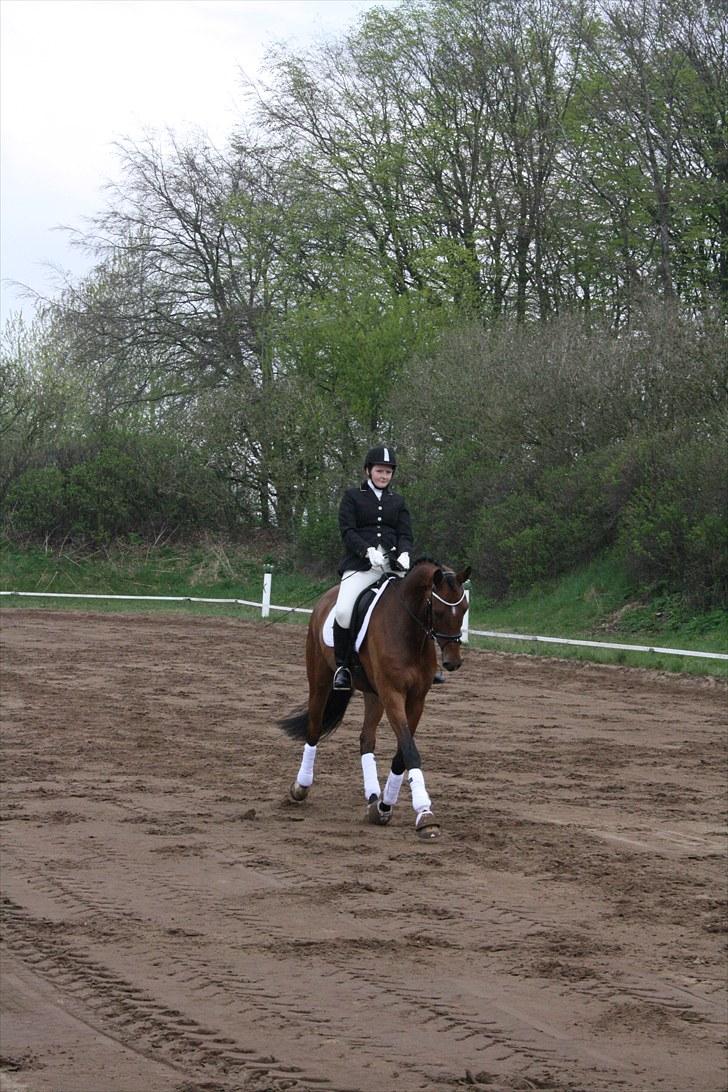 Dansk Varmblod Don Akinson - Stævne SPOR 1 og 2 maj 2010 billede 32
