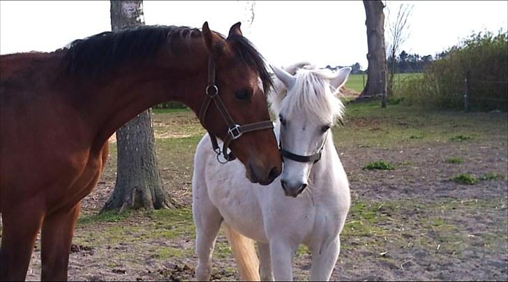 Dansk Varmblod Holtegårdens Rubber Soul - 2. Første gang de mødte hinanden ;D Duke hyllede som en tøs xD billede 2