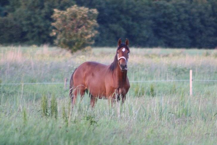 Dansk Varmblod Holtegårdens Rubber Soul - 3. sommergræs 26 juni 2010 billede 3