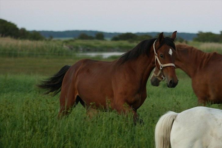 Dansk Varmblod Holtegårdens Rubber Soul - 4. sommergræs 26 juni 2010 billede 4