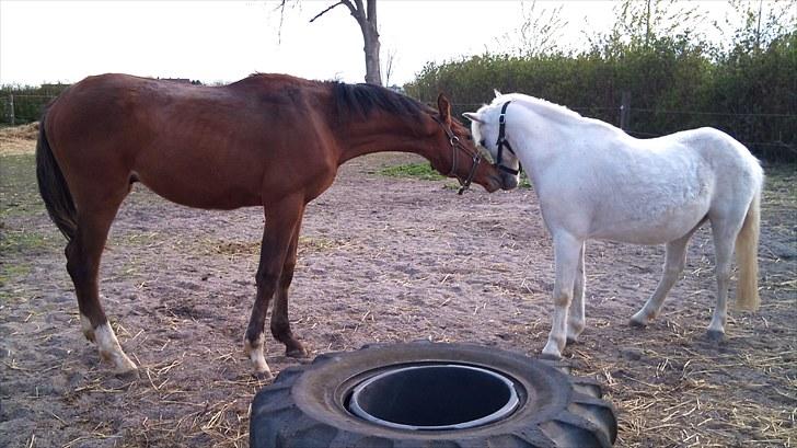 Dansk Varmblod Holtegårdens Rubber Soul - 5.  billede 5