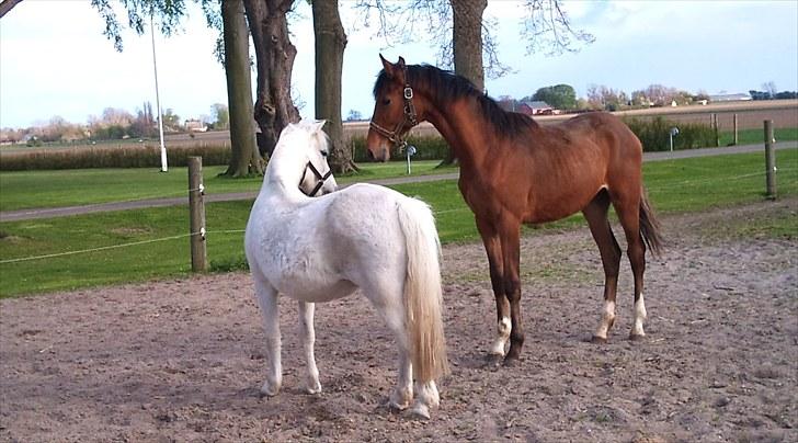 Dansk Varmblod Holtegårdens Rubber Soul - 6. Han var meget tynd da vi fik ham, men nu er han i pæn form. billede 6