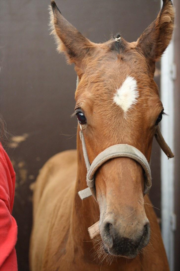 Dansk Varmblod Holtegårdens Rubber Soul - 7. Søde lille Rubber!! n_n billede 7