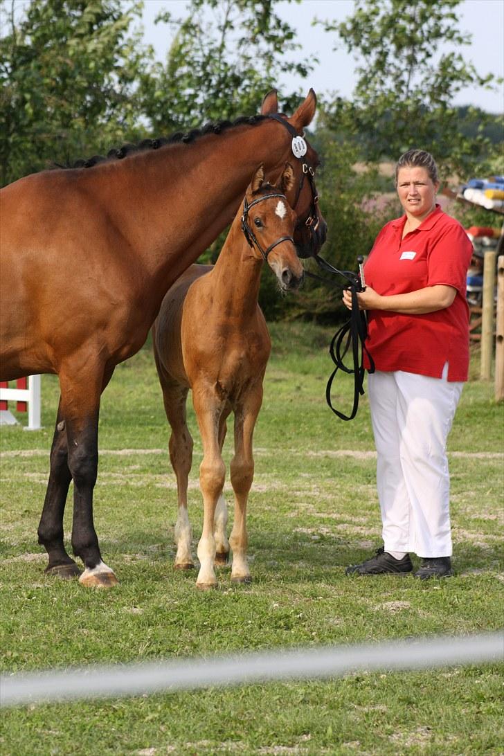 Dansk Varmblod Holtegårdens Rubber Soul - 8. MOAR!! ;D billede 8