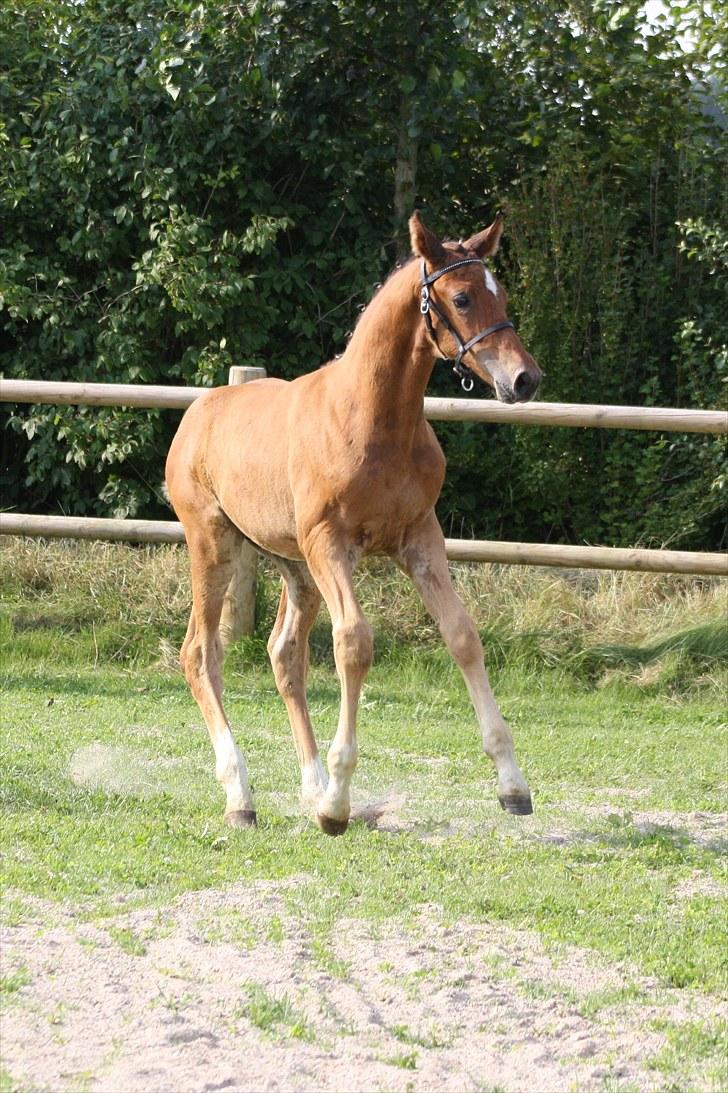 Dansk Varmblod Holtegårdens Rubber Soul - 9. Hvor er min MOAR?! ö billede 9