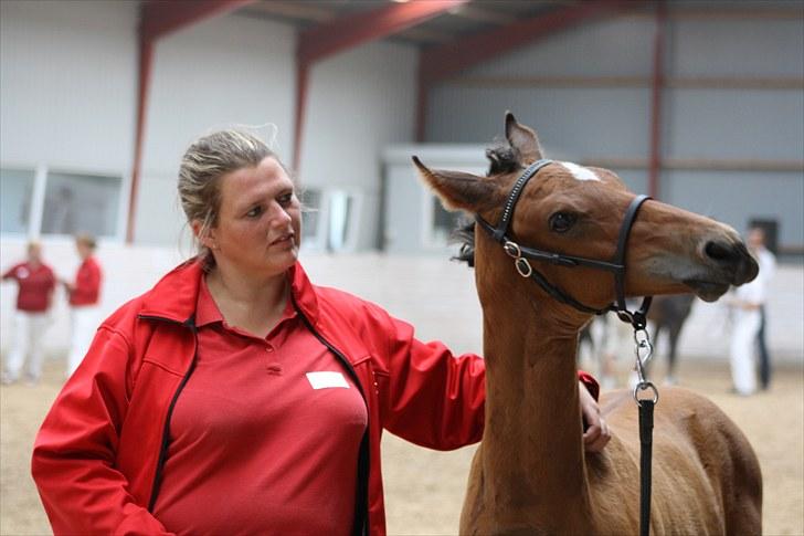 Dansk Varmblod Holtegårdens Rubber Soul - 10. JA!! lige DER! billede 10