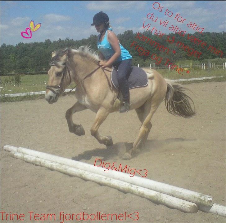 Fjordhest Freja (R.I.P) billede 1